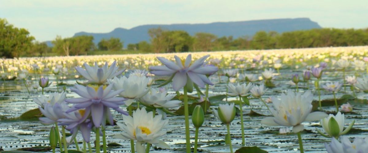 Lillies-at-Marlgu.jpg